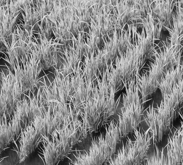 Primo piano di un campo di coltivazione di cereali di riso — Foto Stock