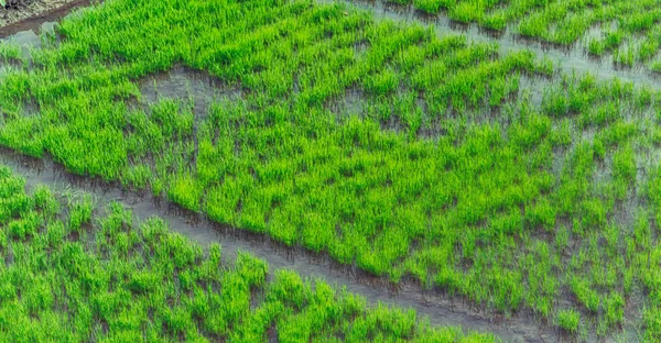 Perto de um campo de cultivo de cereais de arroz — Fotografia de Stock