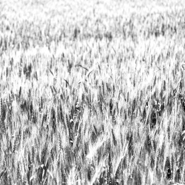 ekili İran'da bulanıklık doğal buğday yeşil çiftlik çimen ve sağlıklı 