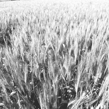 İran'da çiftlik çim ve sağlıklı ekili yeşil doğal buğday 