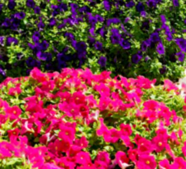 bahar renkleri Umman çiçek ve Bahçe bulanıklığı 