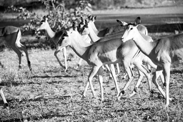 Impala silvestre en el arbusto de invierno —  Fotos de Stock