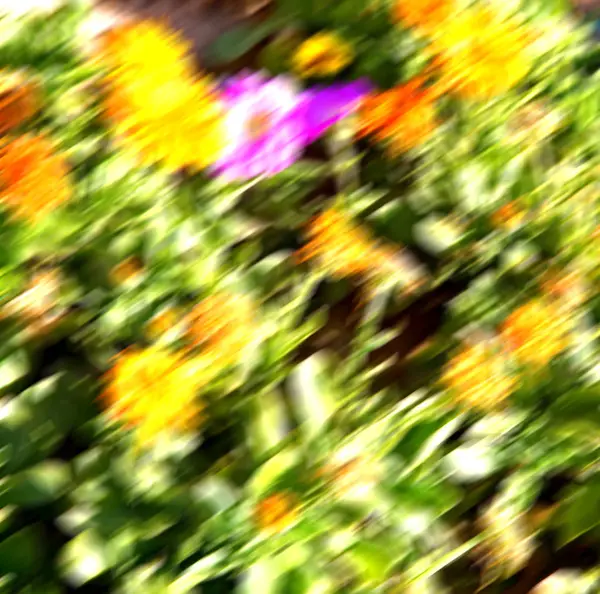 Blur Beautiful Flowers Green Leaves — Stock Photo, Image