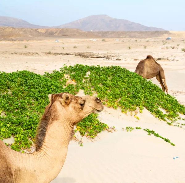 Oman Vazio Quarto Deserto Dromedário Livre Perto Mar — Fotografia de Stock