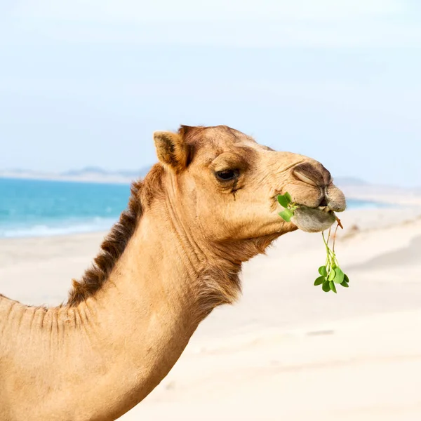 Oman Vacío Cuarto Desierto Dromedario Libre Cerca Del Mar — Foto de Stock