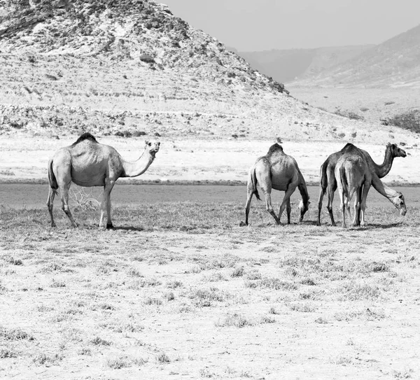 Στο Ομάν Άδειας Συνοικίας Της Ερήμου Ένα Δωρεάν Δρομάδες Κοντά — Φωτογραφία Αρχείου