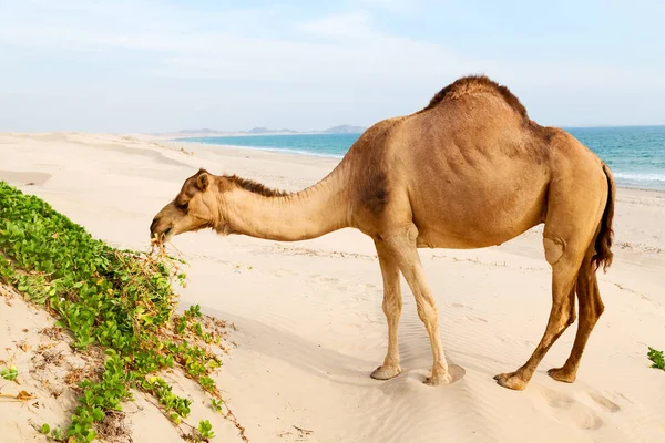 Oman Puste Kwartały Pustyni Wolna Dromader Blisko Morza — Zdjęcie stockowe
