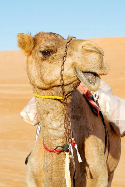 Dromedary Buurt Van Hemel Oman Lege Kwartaal Van Woestijn Een — Stockfoto