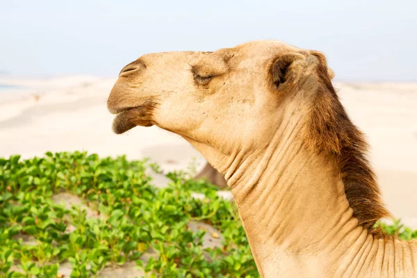 Oman Vazio Quarto Deserto Dromedário Livre Perto Mar — Fotografia de Stock