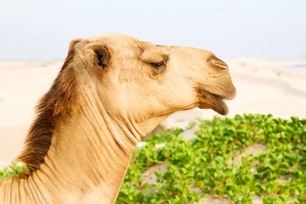 Oman Lege Kwartaal Van Woestijn Een Gratis Dromedaris Buurt Van — Stockfoto