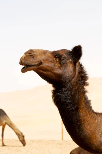 Dromedary Buurt Van Hemel Oman Lege Kwartaal Van Woestijn Een — Stockfoto