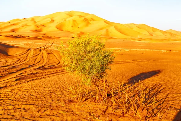 오만 오래 된 사막에서 — 스톡 사진