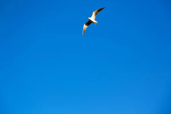 Dans oman le ciel des oiseaux — Photo