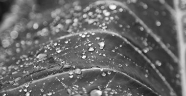 bir yaprak yağmur sonra bazı damla 
