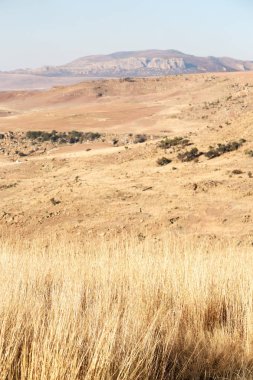   Güney Afrika'da kara çalı ve ağaç 