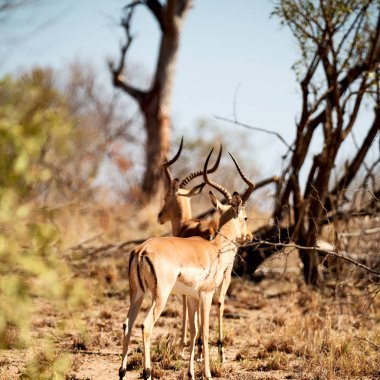  Kış ormanda vahşi Impala