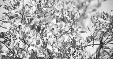 bitki ve ağaç Milli Parkı içinde 