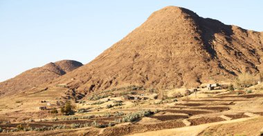  Güney Afrika'da kara çalı ve ağaç 