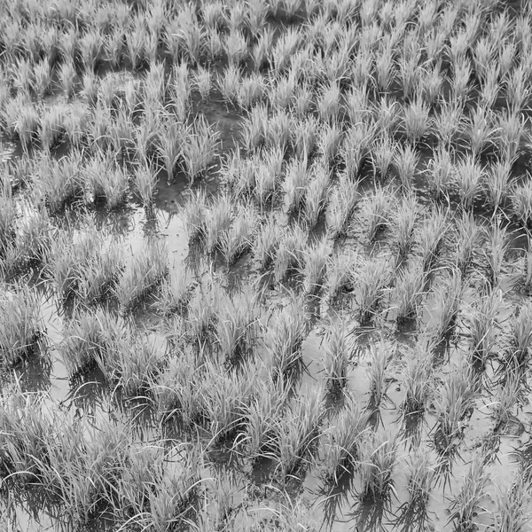 米のアオイケシの段々畑 — ストック写真