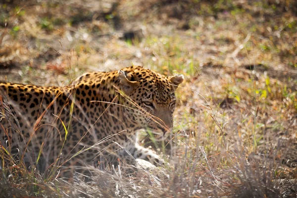 In Sud Africa kruger parco naturale leopardo selvatico — Foto Stock