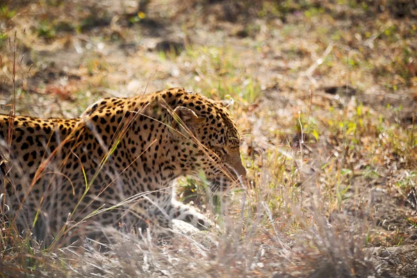 Na África do Sul kruger parque natural leopardo selvagem — Fotografia de Stock