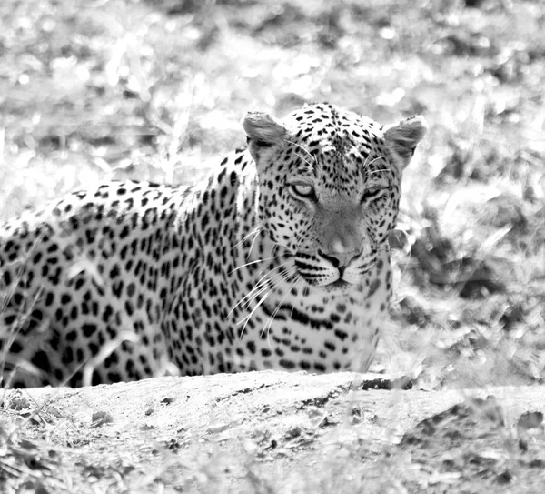 En Sudáfrica kruger parque natural leopardo salvaje —  Fotos de Stock