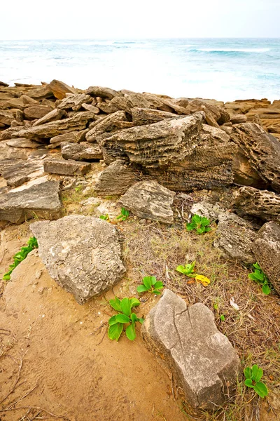 In Zuid-Afrika hemel Oceaan reserveren natuur — Stockfoto