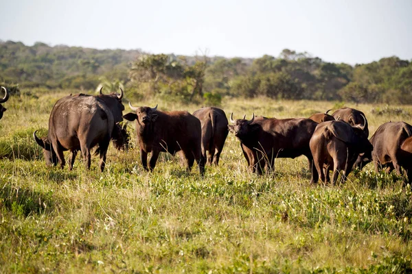 En Sudáfrica búfalo de vida silvestre — Foto de Stock