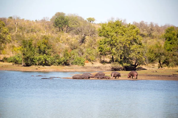 In Südafrika Wildtiere Flusspferde — Stockfoto