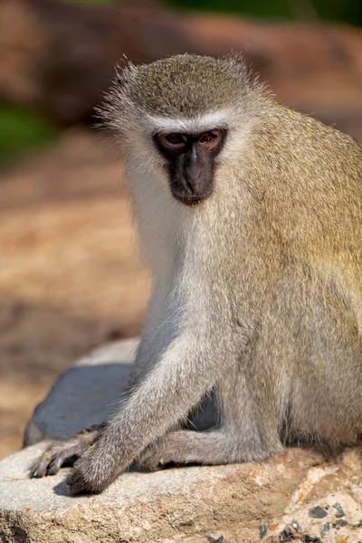 У Південній Африці дикої природи і мавпа — стокове фото