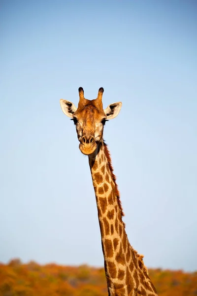 Güney Afrika yaban hayatı doğa rezerv ve zürafa — Stok fotoğraf