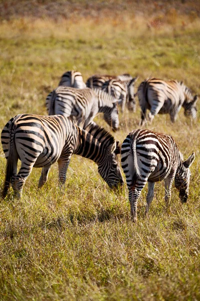 En Afrique du Sud réserve naturelle faunique et zèbre — Photo