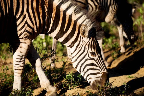 В Южной Африке заповедник и зебра — стоковое фото
