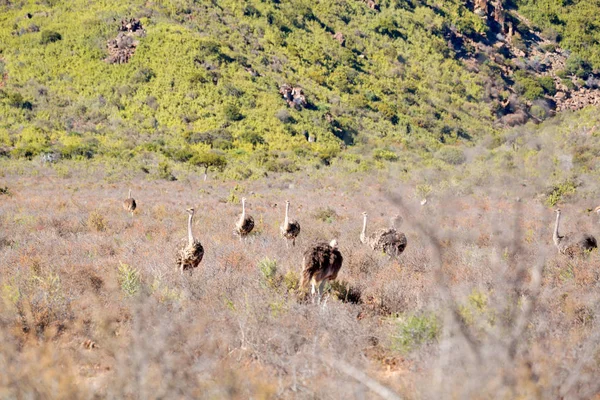 In Sudafrica struzzo selvatico — Foto Stock