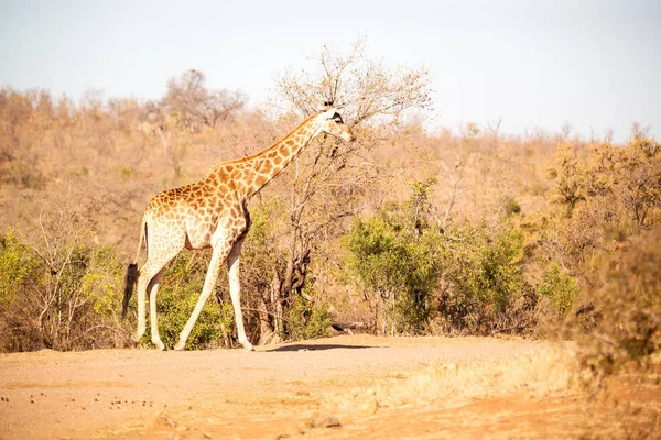 In south africa    wildlife   reserve and      giraffe — Stock Photo, Image