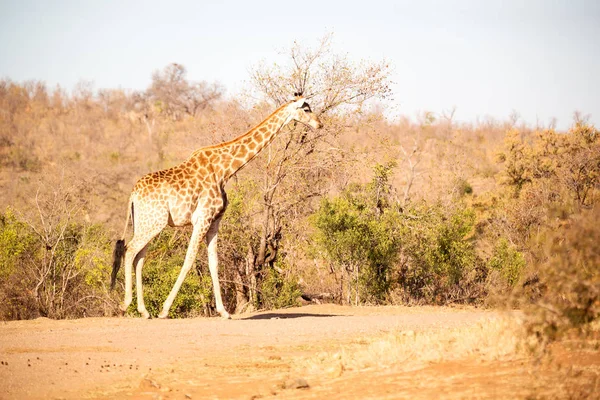 In Sudafrica riserva faunistica e giraffa — Foto Stock