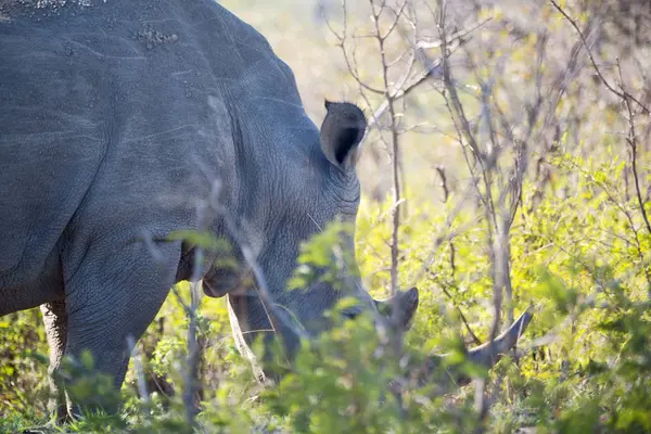 Dél-Afrika wildlife reserve és orrszarvú — Stock Fotó