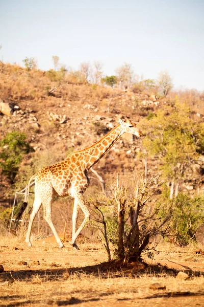 in south africa    wildlife   reserve and       giraffe