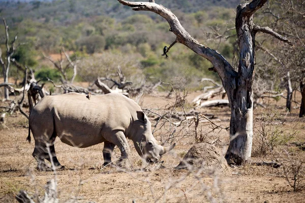 Na África do Sul reserva de vida selvagem e rinoceronte — Fotografia de Stock