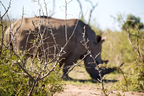 in south africa     wildlife     reserve and   rhinoceros