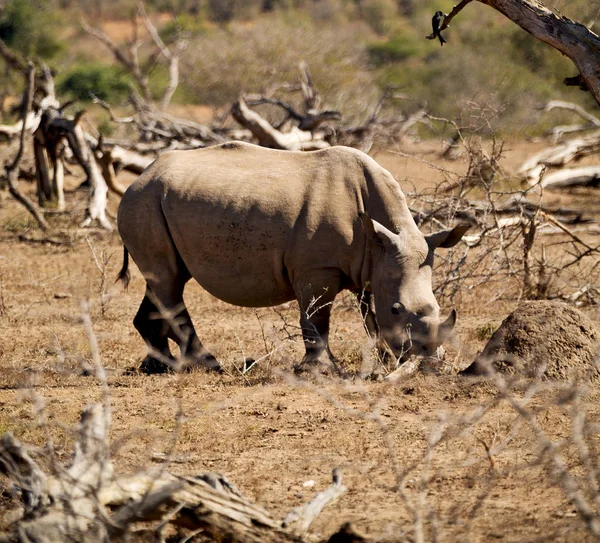 Na África do Sul reserva de vida selvagem e rinoceronte — Fotografia de Stock