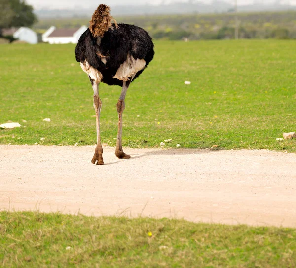 In Zuid-Afrika Wild nature reserve en struisvogel — Stockfoto