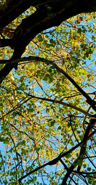 플랜트 및 국립 공원에 있는 나무 — 스톡 사진