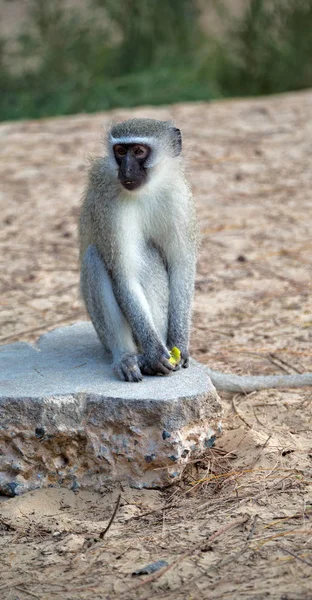 In Zuid-Afrika Wild aard en aap — Stockfoto