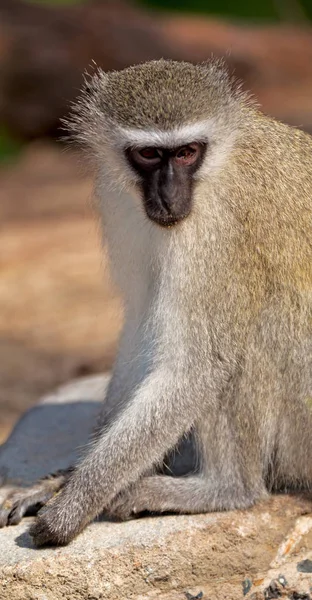 In Zuid-Afrika Wild aard en aap — Stockfoto