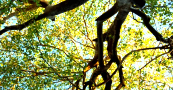 Planta y árbol en el parque nacional — Foto de Stock