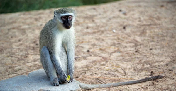 Güney Afrika yaban hayatı doğa ve maymun — Stok fotoğraf