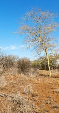   Svaziland yaban hayatı doğa rezerv 