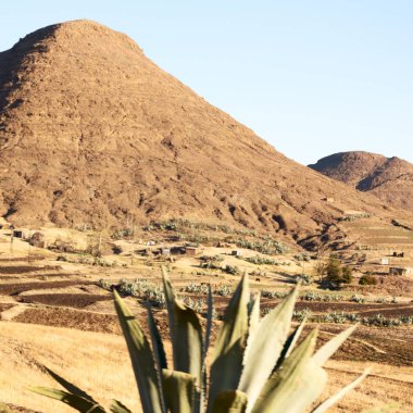   Güney Afrika'da kara çalı ve ağaç 