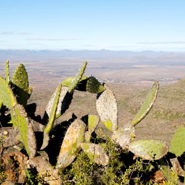   Güney Afrika ıssızlık vadisinde 